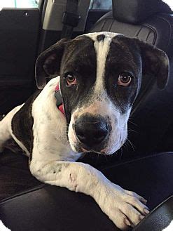 If you can help out, even if only for a short time, please contact us. Mesa, AZ - American Bulldog. Meet Wendy a Pet for Adoption.