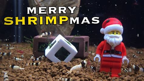 Merry Shrimpmas And Happy New Year Youtube