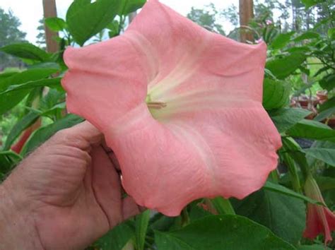 Mona Lisa Brugmansia Growers International