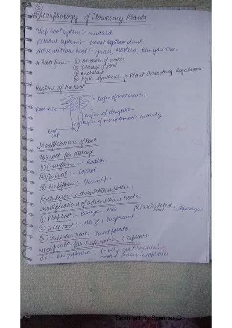 Morphology Of Flowering Plants Cbse Notes For Class Biology Vrogue