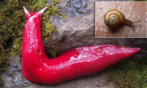 The Bizarre Blood Slugs And Cannibal Snails Found In A Remote Mountain