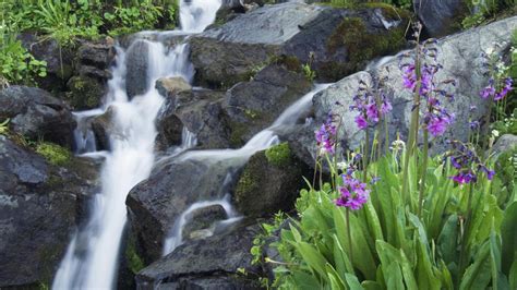 Wallpaper Waterfall Flowers Garden Nature Grass Rocks Stream