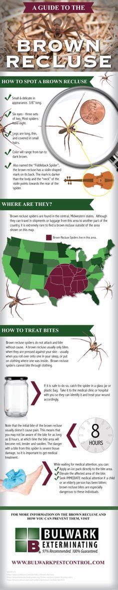 49 Brown Reclusive Spider Pictures And Facts Ideas Brown Recluse