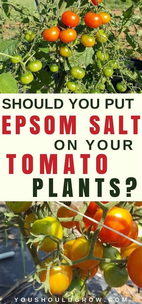 Sprinkle Epsom Salt Around Your Tomato Plants A Gardening Faq
