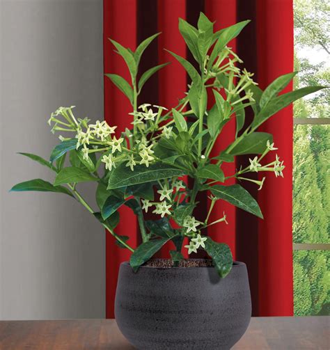 Jasmine flowers haven't received any feedback ratings since joining amazon.com. Night Blooming Jasmine (Cestrum nocturnum) for Sale at ...