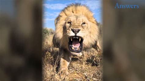 An Extremely Intimidating Lion Is Caught On Camera Moments Before