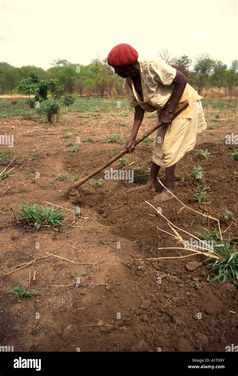 1 One Zimbabwean Woman Zimbabwean Adult Woman Farm Farmer