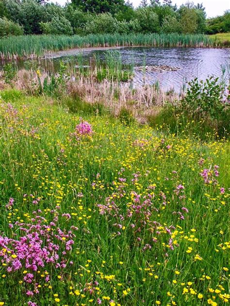 Flowery Meadow Derbyshire England By M Froggatt Meadow Garden