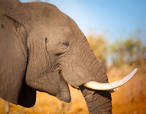 Proteger A Los Elefantes De La Caza Furtiva Mis Animales