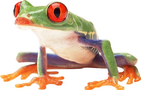 Frog Png Image