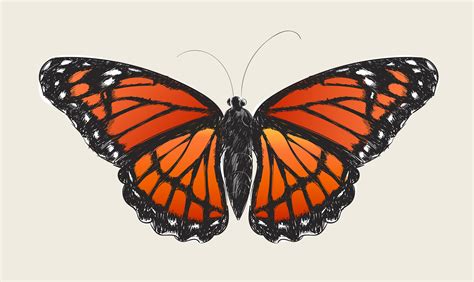 Illustration Drawing Style Of Butterfly Download Free Vectors
