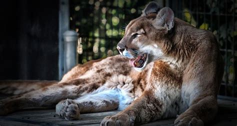 Cougar Facts 12 Interesting Facts About Cougars