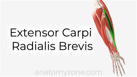 Extensor Carpi Radialis Brevis Origin Insertion Action 3d Model