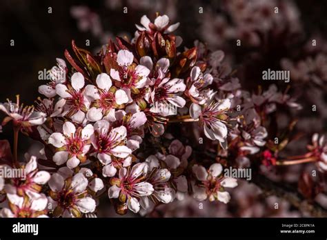 Flowering Plum Prunus Cerasifera Newport Stock Photo Alamy