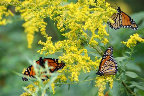 Monarch Butterflies On Goldenrods Birds And Blooms