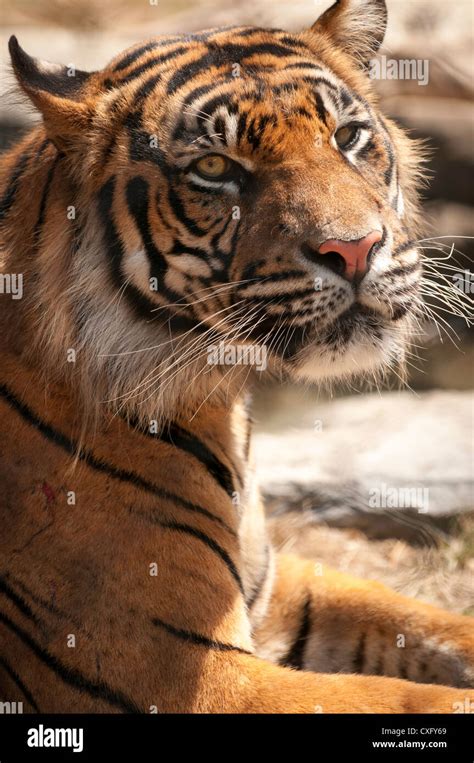Sumatran Tiger Portrait Stock Photo Alamy