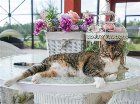 Calico Cat Names 108 Names For Stunning Tri Colored Felines