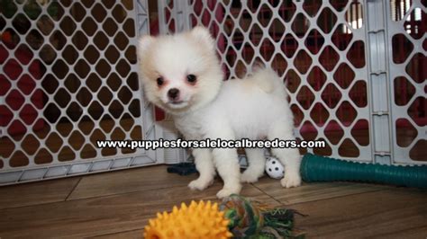 Puppies For Sale Local Breeders Adorable Pomeranian Puppies For Sale Ga