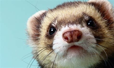 100 Ferret Wallpapers