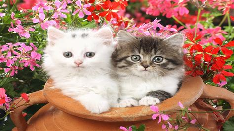 Most Beautiful Cats Hd Free Wallpapers For Desktop