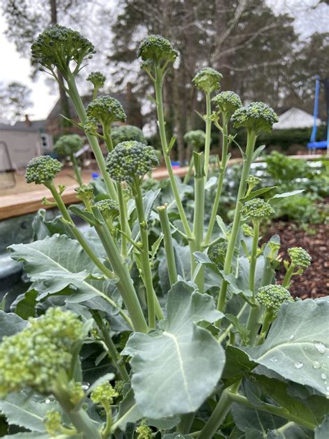 How To Plant And Grow Broccoli 2023
