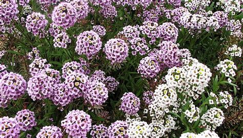 How To Care For Alyssum Garden Guides