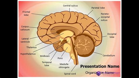 Is the center of our emotions, learning, and memory. Human Brain Nervous System PowerPoint Template - TheTemplateWizard.com - YouTube