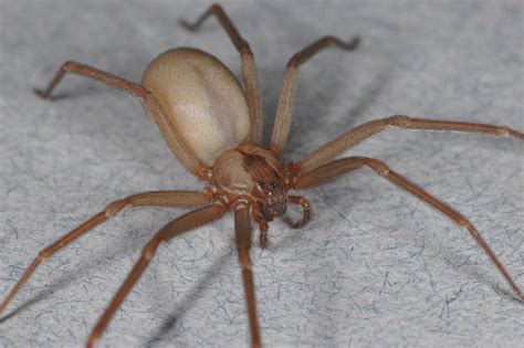 No Thats Not A Brown Recluse Spider Bite Eurekalert