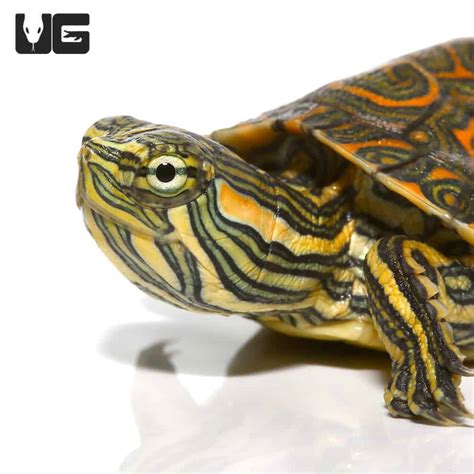 Baby Mexican Ornate Slider Turtles Trachemys Venusta Venusta For Sale