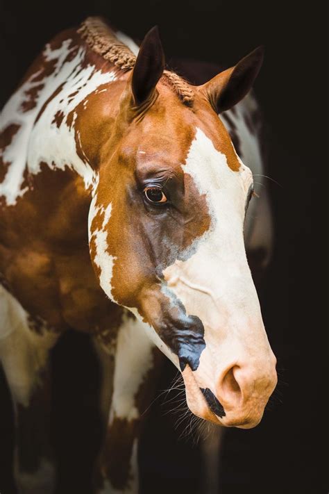 Living A Large Time Funny Horses American Paint Horse Beautiful Horses