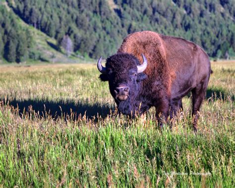 Bison Bull Grand Teton National Park Wyoming National Parks