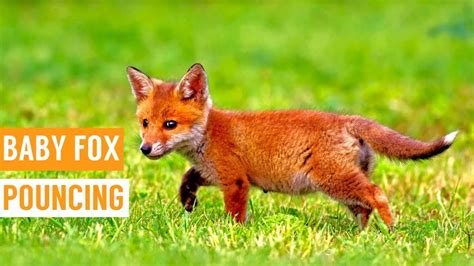 Friendly Baby Fox Pouncing Compilation Youtube