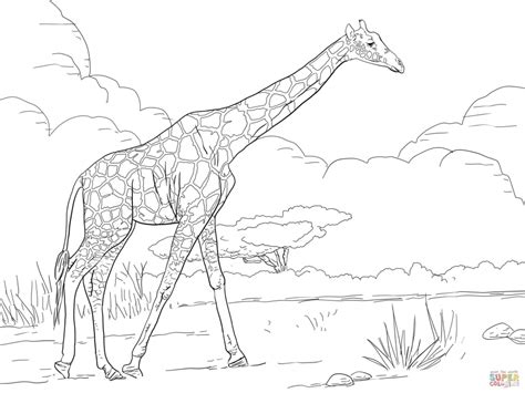Get This Giraffe Coloring Pages Realistic Animals 99562