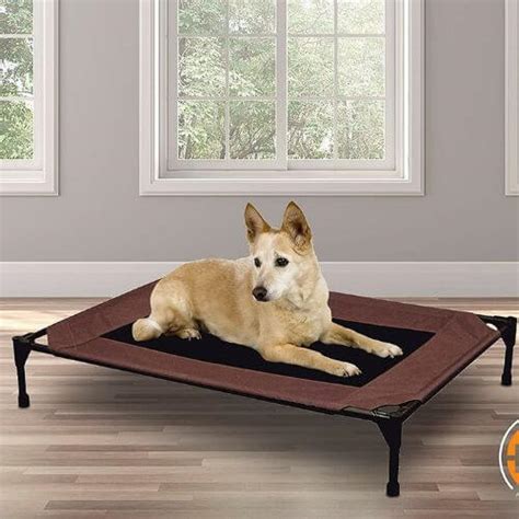 The 6 Best Elevated Dog Beds That Will Lift Your Pooch Up