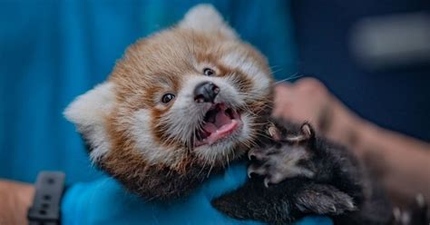 ‘wonderful Twin Red Panda Cubs Welcomed At Chester Zoo The Irish News