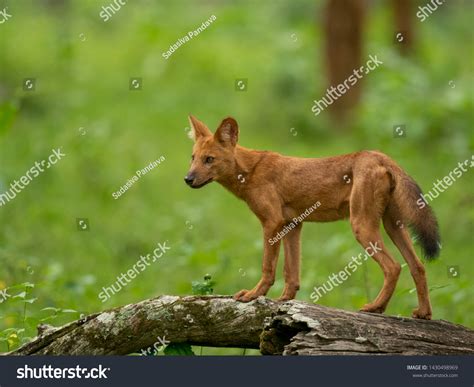 Indian Dhole Wild Dog Puppy Beautiful Stock Photo 1430498969 Shutterstock