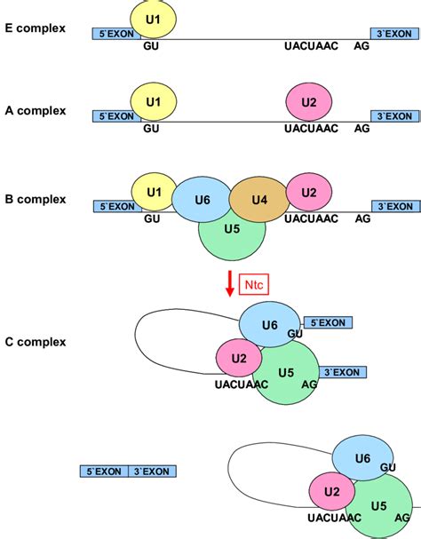 Role Of Ntc Prp Complex In Splicing Intron Excision And Free