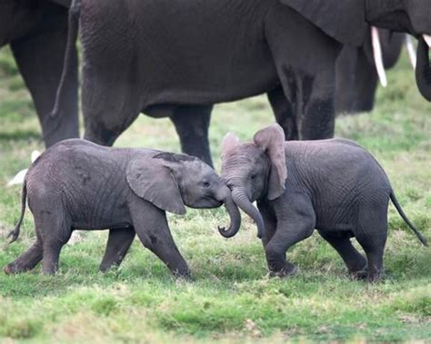 Baby Elephants Playing Elephants Playing Baby Animals Baby Elephant