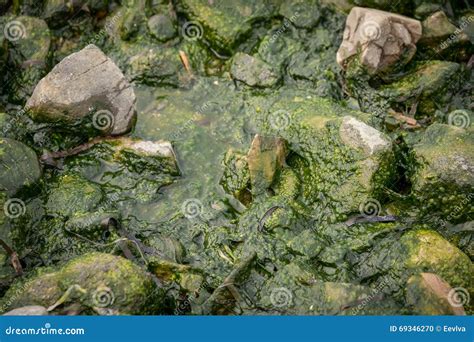 Green Sea Algae Stock Photo Image Of Gross Moss Natural 69346270