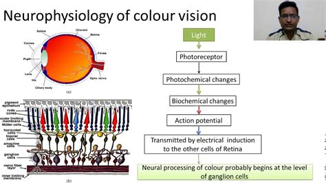 Colour Visionmost Intresting Way To Learn Colour Vision By