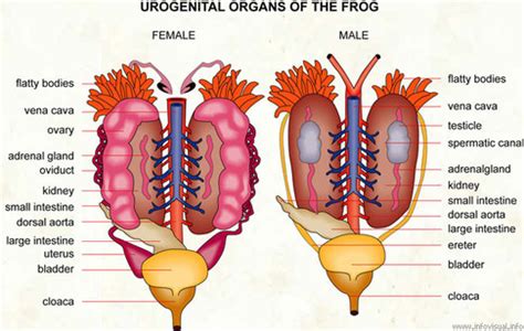 Following are organs for use in the human body diagrams project. Urogenital System - Frogs vs. Tadpoles