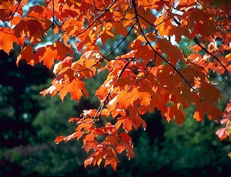 Find images of maple leaf. Sugar Maple For Sale Online | The Tree Center