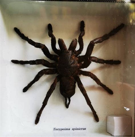 Real Giant Black Spider Insect Taxidermy In Wood Box Display Etsy