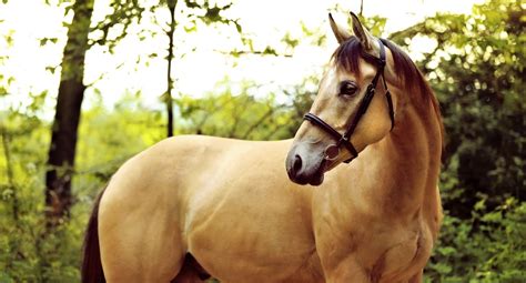 6 American Quarter Horse Facts That Showcase This Incredible Breed