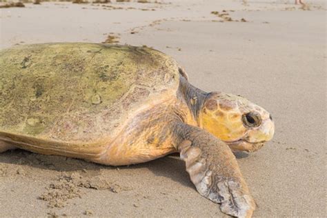 Seaworld Orlando Releases Loggerhead On World Turtle Day Orlando