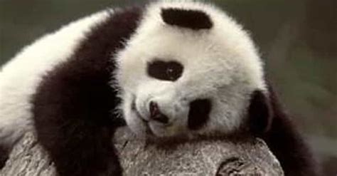 The Cutest Famous Baby Pandas Of All Time