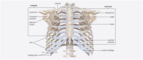 Image Off Under Ribs Front And Back Human Costochondritis Chest Wall