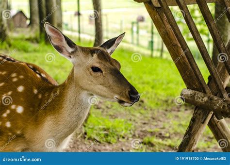 Sika Deer Cervus Nippon Also Known As The Spotted Deer Female Portrait