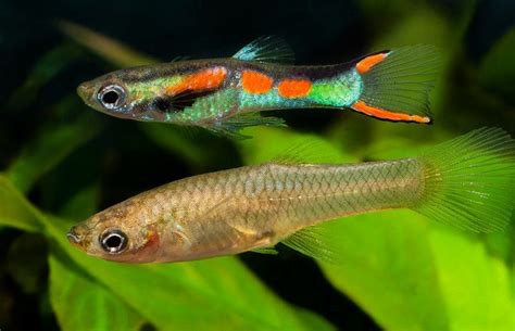 Guppy Fish Poecilia Reticulata Aquarium Tips