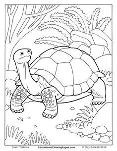 Box Turtle Coloring Page at GetColorings.com | Free printable colorings